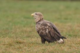 Bielik - Haliaeetus albicilla - White-tailed Sea Eagle