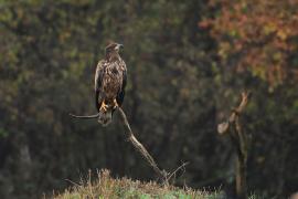 Bielik - Haliaeetus albicilla - White-tailed Sea Eagle