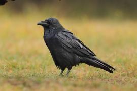 Kruk - Corvus corax - Common Raven