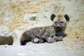Krokuta cętkowana - Spotted hyaena