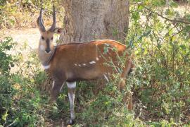 Buszbok subsaharyjski - Tragelaphus scriptus - Bushbuck