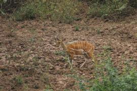 Buszbok subsaharyjski - Tragelaphus scriptus - Bushbuck