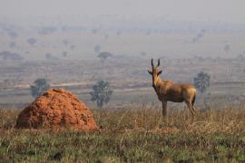 Bawolec krowi - Alcelaphus buselaphus - Hartebeest