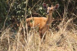 Buszbok subsaharyjski - Tragelaphus scriptus - Bushbuck