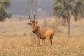 Bawolec krowi - Alcelaphus buselaphus - Hartebeest