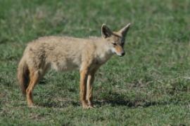 Wilk złoty - Canis lupaster - African golden wolf