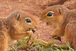 Afrowiewiorka gładka - Xerus rutilus - Unstriped ground squirrel