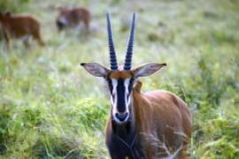 Antylopowiec szablorogi - Hippotragus niger - Sable antelope