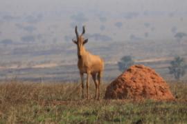 Bawolec krowi - Alcelaphus buselaphus - Hartebeest