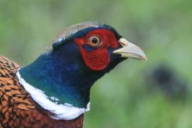 Bażant - Phasianus colchicus - Common Pheasant