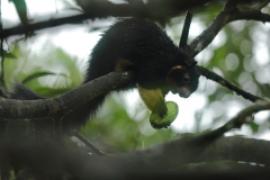 Wiewióra cejlońska - Ratufa macroura - Grizzled giant squirrel