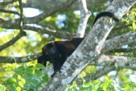 Wyjec płaszczowy - Alouatta palliata - Mantled Howler 