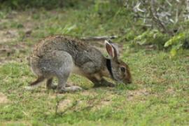 Zając czarnoszyi - Lepus nigricollis - Indian hare