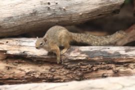 Zaroślarka akacjowa - Paraxerus cepapi - Smith's bush squirrel