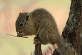 Zaroślarka ochrowa - Paraxerus ochraceus - Ochre bush squirrel