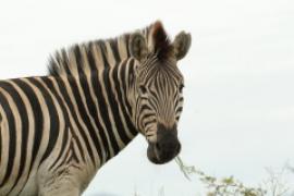 Zebra stepowa - Equus quagga - Common zebra