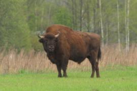 Żubr - Bison bonasus - European bison