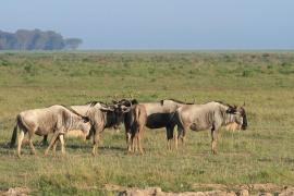 Gnu pręgowane - Connochaetes taurinus - Blue wildebeest