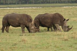 Nosorożec czarny - Diceros bicornis - Black rhinoceros