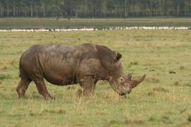 Nosorożec czarny - Diceros bicornis - Black rhinoceros