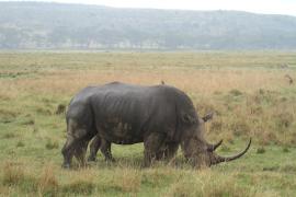 Nosorożec czarny - Diceros bicornis - Black rhinoceros