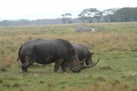 Nosorożec czarny - Diceros bicornis - Black rhinoceros
