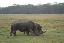 Nosorożec czarny - Diceros bicornis - Black rhinoceros