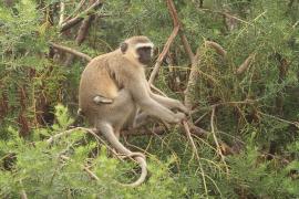 Kotawiec sawannowy - Chlorocebus pygerythrus - Vervet monkey