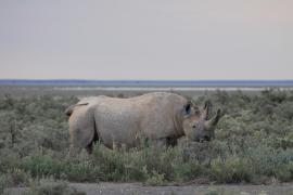 Nosorożec czarny - Diceros bicornis - Black rhinoceros