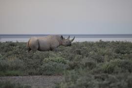 Nosorożec czarny - Diceros bicornis - Black rhinoceros