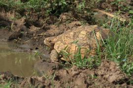 Żółw lamparci - Stigmochelys pardalis - Leopard tortoise