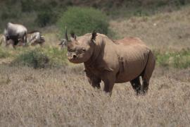 Nosorożec czarny - Diceros bicornis - Black rhinoceros