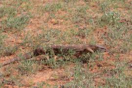 Waran stepowy - Varanus exanthematicus - Savannah monitor