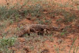 Waran stepowy - Varanus exanthematicus - Savannah monitor