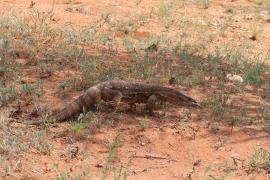 Waran stepowy - Varanus exanthematicus - Savannah monitor