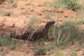Waran stepowy - Varanus exanthematicus - Savannah monitor