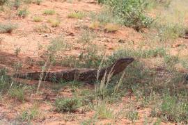 Waran stepowy - Varanus exanthematicus - Savannah monitor
