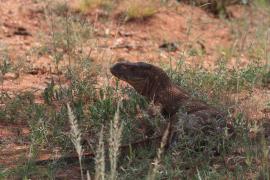 Waran stepowy - Varanus exanthematicus - Savannah monitor