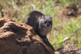 Góralek stepowy - Heterohyrax brucei - Bush hyrax