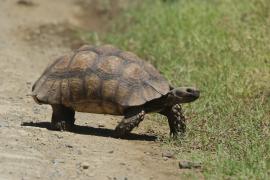 Żółw lamparci - Stigmochelys pardalis - Leopard tortoise