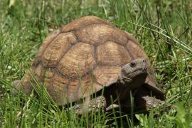 Żółw lamparci - Stigmochelys pardalis - Leopard tortoise