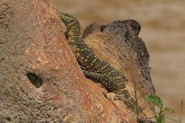 Waran nilowy - Varanus niloticus - Nile monitor