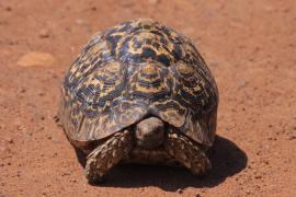 Żółw lamparci - Stigmochelys pardalis - Leopard tortoise