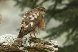 Krogulec - Accipiter nisus - Eurasian Sparrowhawk