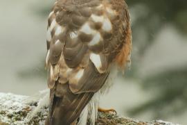 Krogulec - Accipiter nisus - Eurasian Sparrowhawk