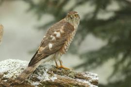 Krogulec - Accipiter nisus - Eurasian Sparrowhawk