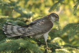 Krogulec - Accipiter nisus - Eurasian Sparrowhawk