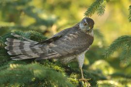 Krogulec - Accipiter nisus - Eurasian Sparrowhawk