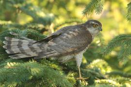 Krogulec - Accipiter nisus - Eurasian Sparrowhawk