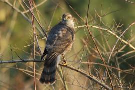 Krogulec - Eurasian Sparrowhawk
